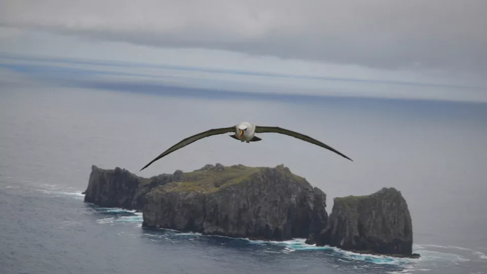 En fågel flyger över en ö. Foto.