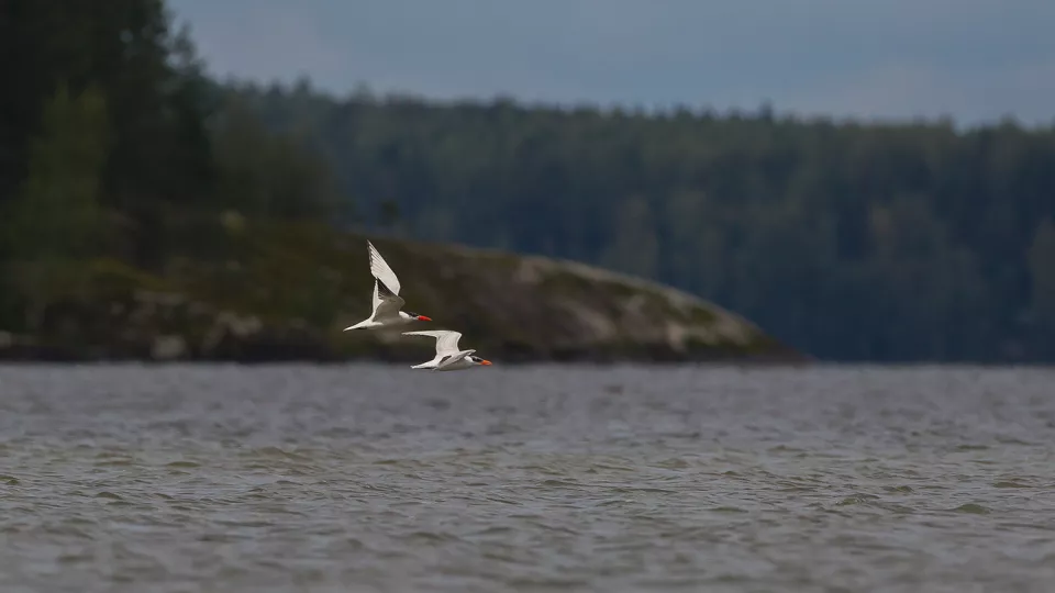 Två fåglar flyger över vatten. Foto.