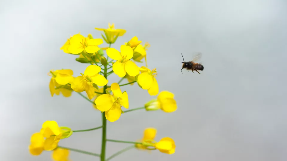 Ett bi flyger mot en blomma. Foto.
