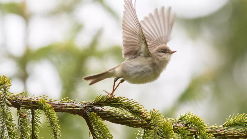 En liten fågel som lyfter från en gren. Foto.