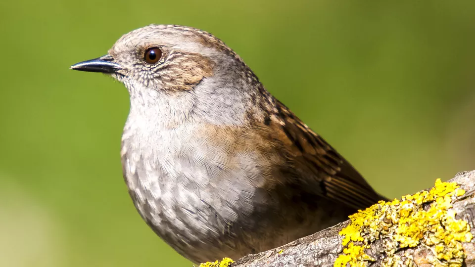 Fågel på trädgren. Foto.