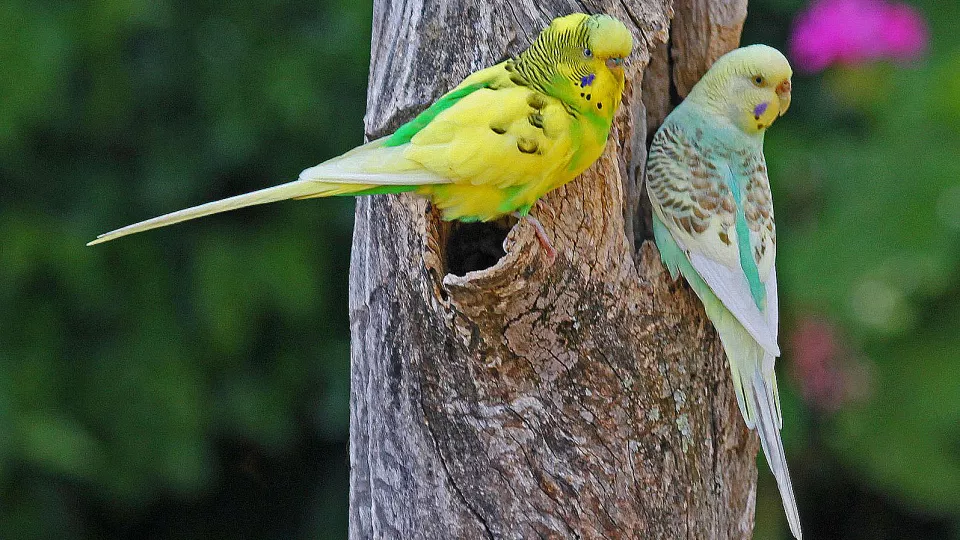 Två fåglar på en trädstam. Foto.