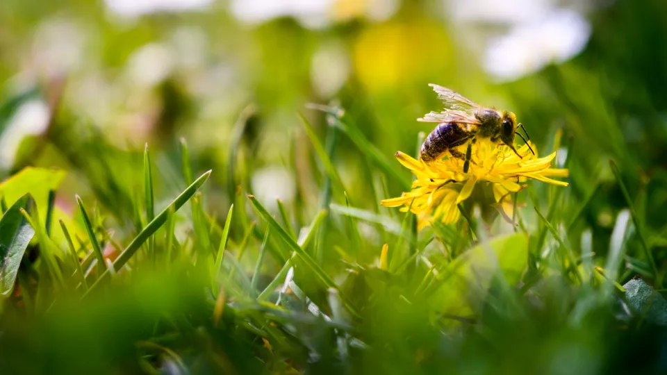 Ett bi på en blomma. Foto.