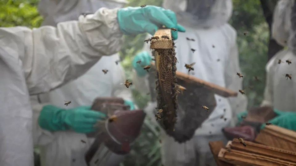 Människor i skyddsdräkt hanterar bikupa. Foto: Roberto García Roa. 