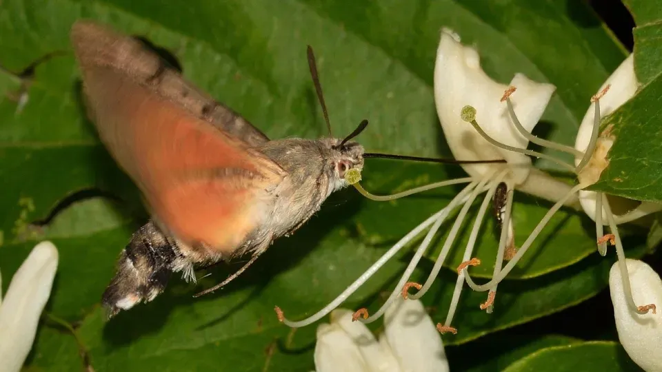 Foto på nattfjäril som pollinerar