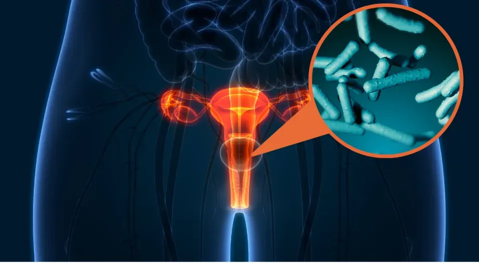 Illustration av vagina.