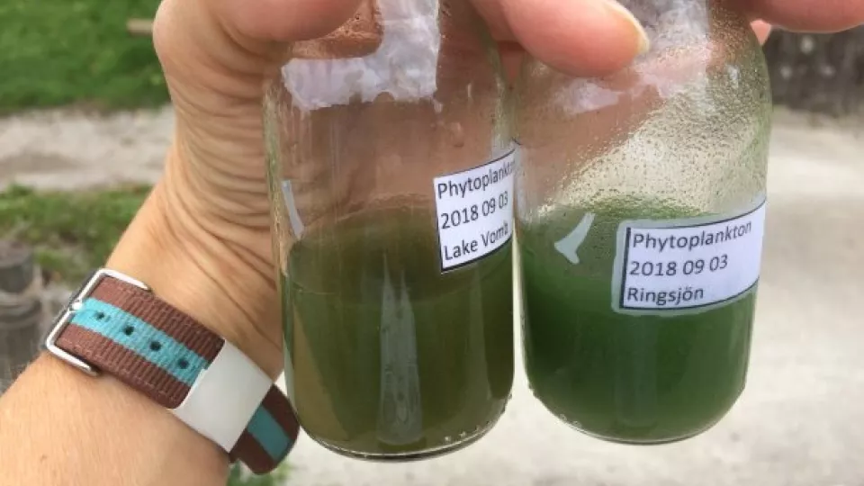 En hand håller i två glasflaskor som innehåller gröna alger. Foto.