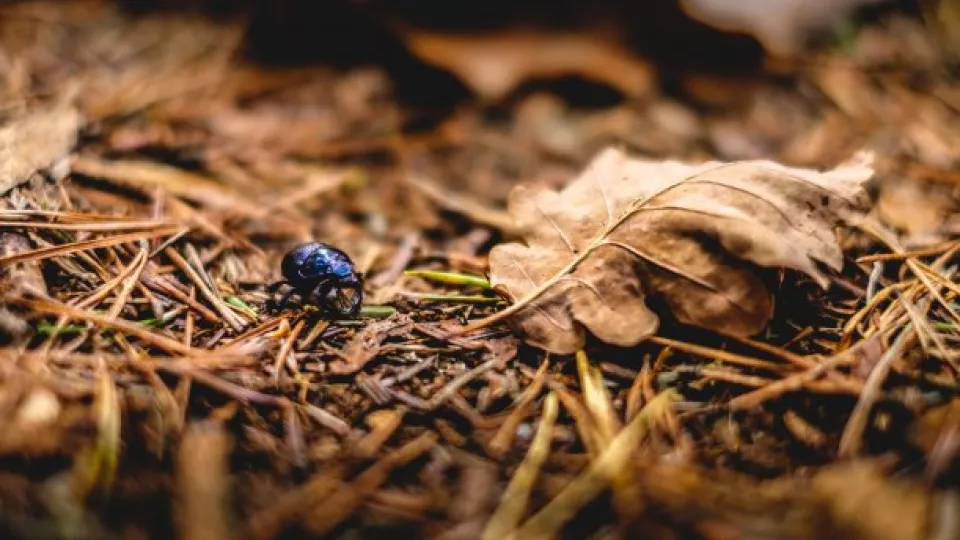 Insekt kryper på marken. Foto.