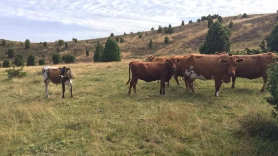 En grupp med kor i betesmark. Foto.