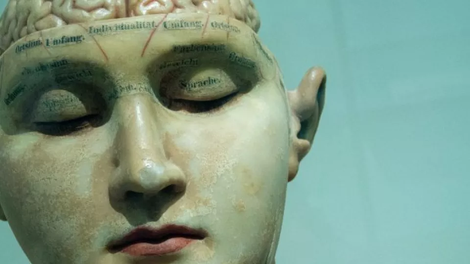 Ett konstgjort huvud med synlig hjärna. Foto.