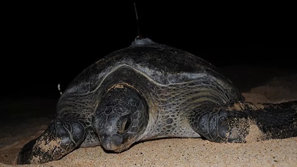 Sköldpadda i sand. Foto.