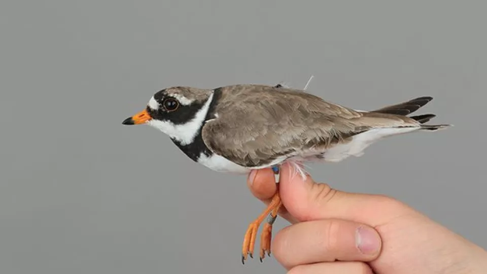 En hand som håller en liten fågel i benen. Foto.