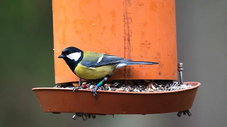 En fågel står på kanten av en behållare med frön i. Foto.