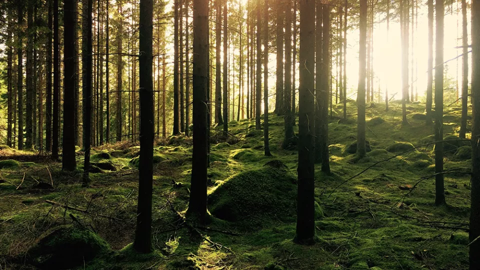 Solens strålar silas genom träd i skog. Foto.