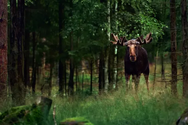 Foto på älg.