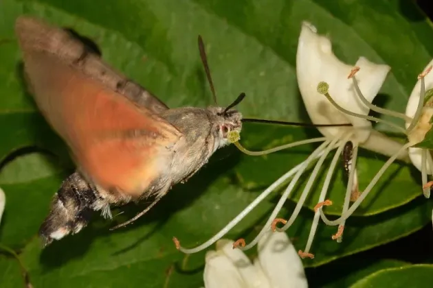 Foto på nattfjäril som pollinerar