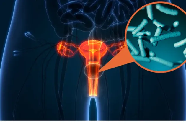 Illustration av vagina.
