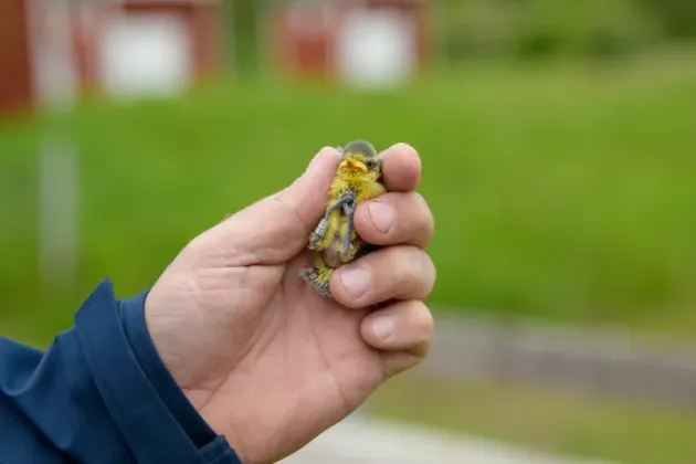 En mänsklig hand håller en liten fågel.