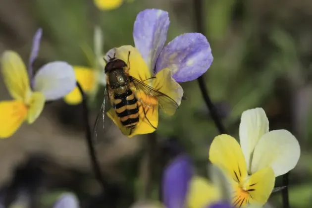 Foto av solblomsfluga på blomma.