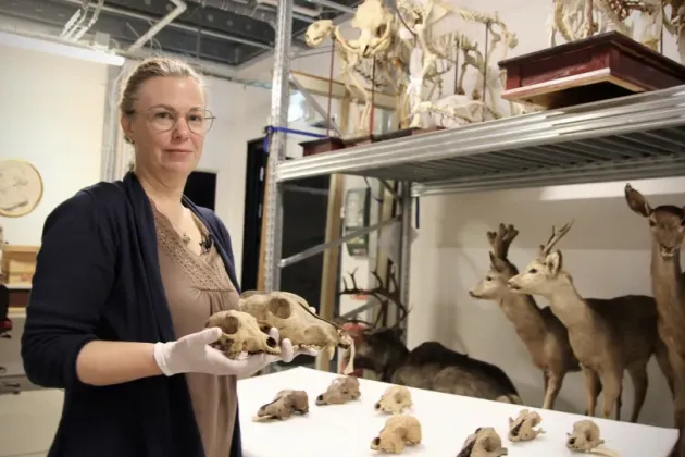 Foto på forskare som håller i skallar.