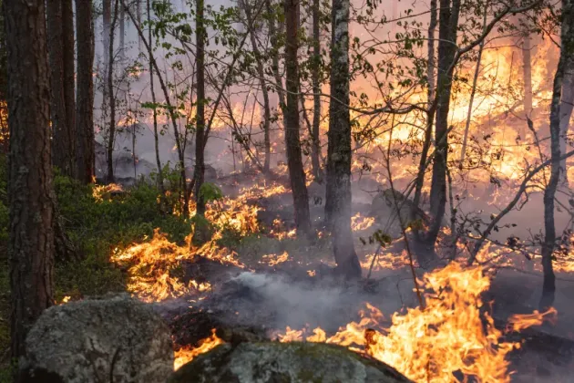 Skog i brand. Foto.