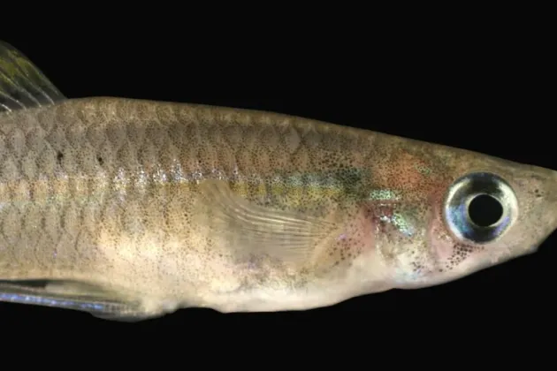 Fisk mot svart bakgrund. Foto.