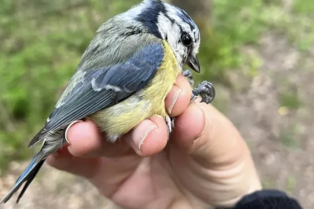 Närbild på fågel som hålls fast av hand. Foto.