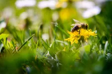 Ett bi på en blomma. Foto.