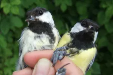En hand håller i två fåglar. Foto.