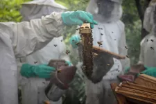 Människor i skyddsdräkt hanterar bikupa. Foto: Roberto García Roa. 
