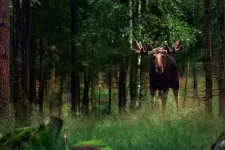 Foto på älg.