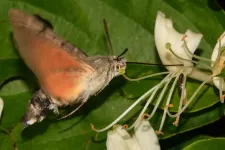 Foto på nattfjäril som pollinerar