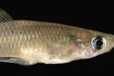 Fisk mot svart bakgrund. Foto.