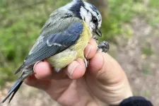 Närbild på fågel som hålls fast av hand. Foto.