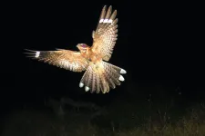 Fågel med utbredda vingar skarpt upplyst mot mörk bakgrund. Foto.