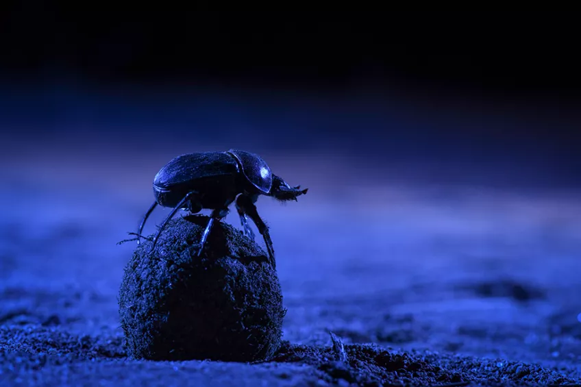 En dyngbagge står på sin dyngboll i natten. Foto.