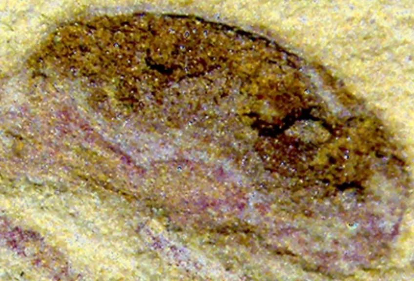 Fossilerad vävnad från urdjur. Foto.