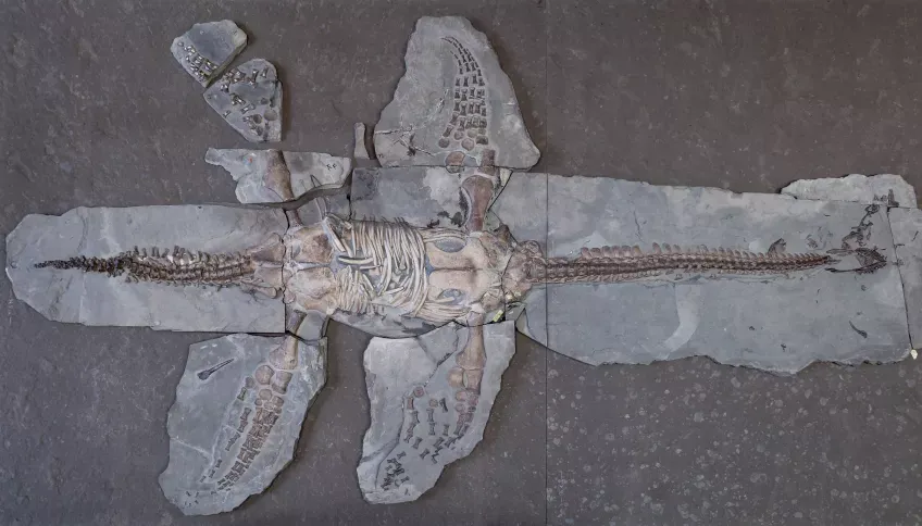 Foto av fossiliserat skelett.
