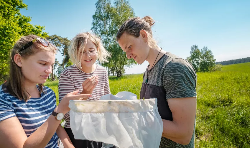 Tre studenter tittar på insekter som de fångat med en håv. Foto: Håkan Röjder.